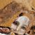 Sbircio_tiny_square