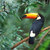 Toco_toucan_tiny_square