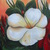 Rose1