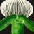 Slipper_orchid3a_tiny_square