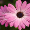 Pinkflower_thumb