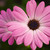 Pinkflower_tiny_square