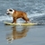 Top_dog_surfer_tiny_square