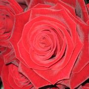 Roosjes_card
