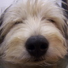 Teo_thumb