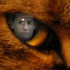 Catseye_thumb