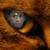 Catseye_tiny_square