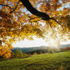 Autumn_leaves_thumb