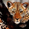 Africanleopard_thumb