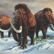 Mammoth1_card