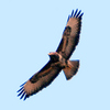 Bussard_thumb