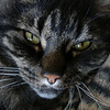 Otterclose_thumb