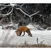 Fox4_thumb