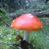 20080825062_thumb