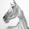 Charcoal_horse_sky640_thumb