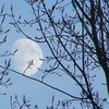 Blue_moon_thumb