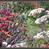 Closeup_fall1_thumb