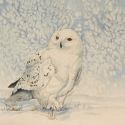 Snowburst1_copy_copy_card