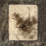 Sofragile4_card