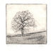 Rettendon_tree_drypoint_small_square