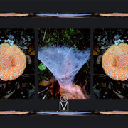 M_nature_base_08_card