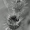 Dsc_0076inner-self_thumb