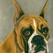 Boxer-12-7_card