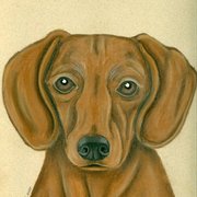 Dachs-12-08_card
