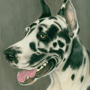 Hardane-12-10_card