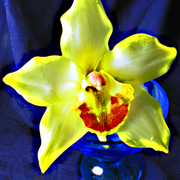 Orchidea_card