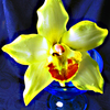 Orchidea_thumb
