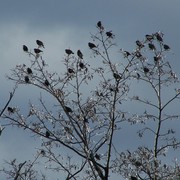 Friends_of_a_feather_in_freezing_weather_card