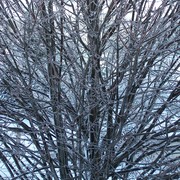 Ice_storm_card