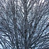 Ice_storm_thumb
