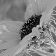 Dsc_0015sunflowerb_w_card