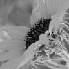 Dsc_0015sunflowerb_w_thumb