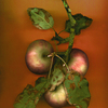 Windfalls_2_thumb