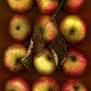 Windfalls_card