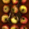Windfalls_thumb