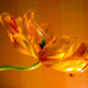 Tulip_girl_card