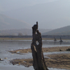 Tree_3_thumb