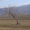 Tree_2_thumb