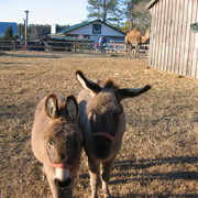 Picture_1451_card