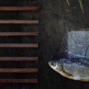 Fish_gg_card