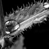 462617-1-rain-drops_thumb