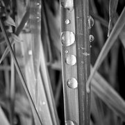 462636-1-rain-drops_card