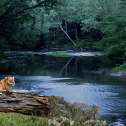 1083-quiet_jungle_riverside_afternoon_card