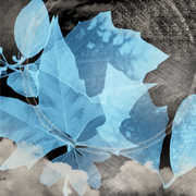 Blueleaves_card