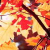 Na041_thumb