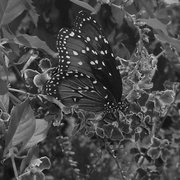 Butterfly_card